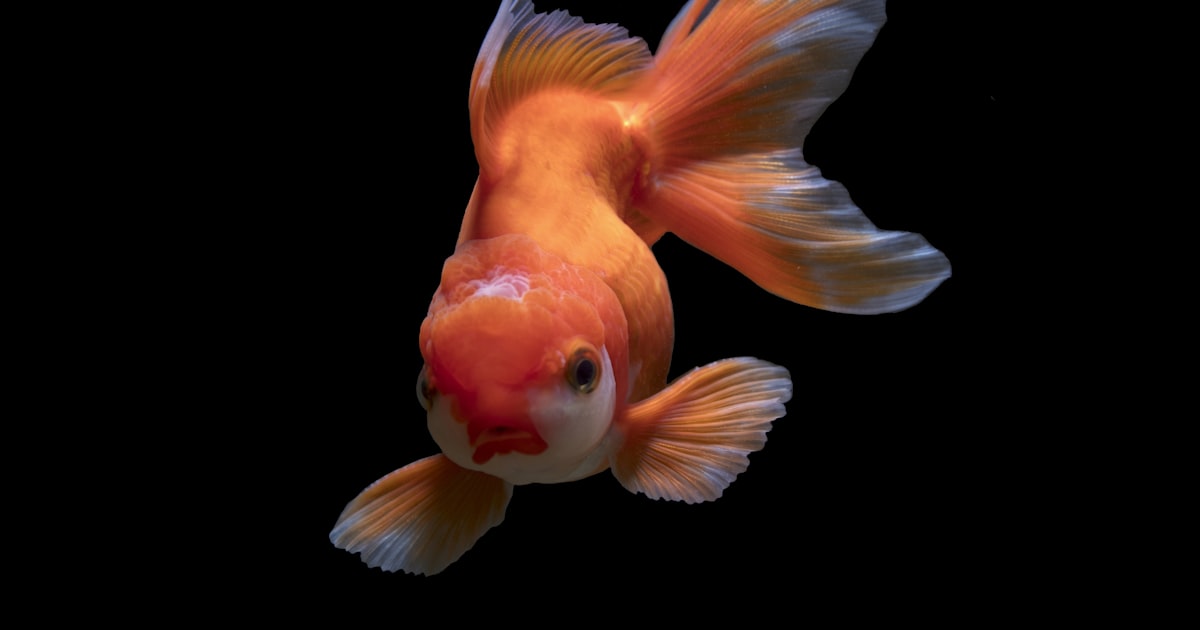 Apostas em Futebol — Dicas e Principais Mercados para Iniciantes